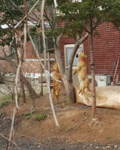 Dog hanging at Hot Pot Dog Meat Restaurant in Incheon 가마솥 보신탕집