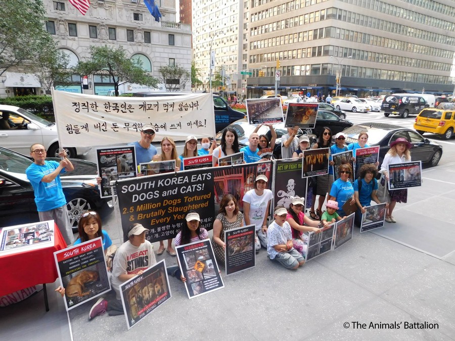 Thank you, The Animals' Battalion for giving a voice to the animals of South Korean Dog and Cat Meat Trade!!! Day 2 Demonstration: July 23, 2015. Photo: The Animals' Battalion.