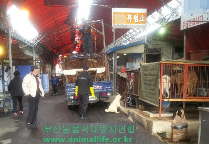 Busan Gupo_White Dog Hanging1_Cropped