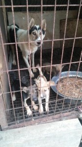 Dog Slaughterhouse in Gwangmyeong. CARE.