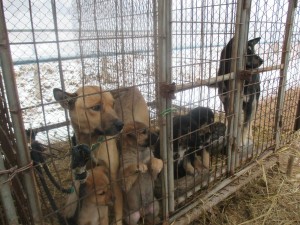 Meat Dog Farm in Goyang City near Seoul  (Source: Nami Kim. https://www.facebook.com/savekoreandogs)