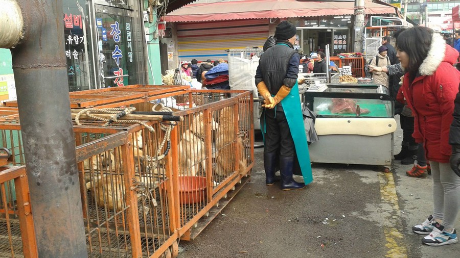 Seongnam Moran Dog Meat Market.  12/2014.  Photo: Nami Kim. https://www.facebook.com/savekoreandogs 