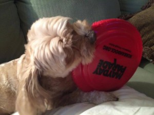 This is Summer with her favorite toy, a KD Frisbee. Sally gave it to her friend Melissa Farley who is Summer's guardian. Summer brings the Frisbee to everyone and drops it in their laps. She is raising awareness on behalf of the dogs who are being tortured. WAY TO GO, SUMMER!