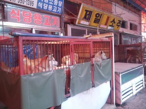 Gupo Dog Meat Market. Live puppies in display to be slaughtered and chopped up upon customer order.   Photo: Nami Kim.
