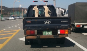 Dogs in truck
