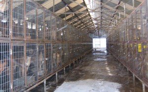 S. Korea's Large Scale Dog Meat Farm