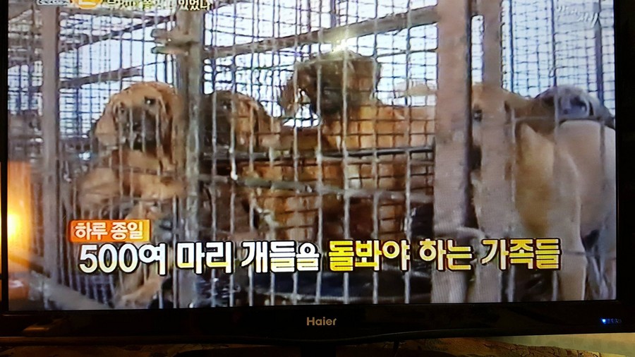 500 Dogs Dog farm_TV news