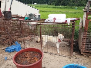 Dogs live in fears of death every day in an abandoned meat dog-breeding farm. A lonely dog is tied up next to a carcass of another dog. The food provided is decomposed food garbage.