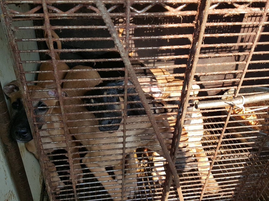 Dog farm in Ansan, South Korea.  Photo:  SaveKoreanDogs.