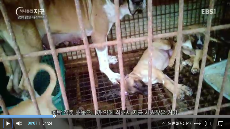ebs-documentary_dog-meat-story_screenshot