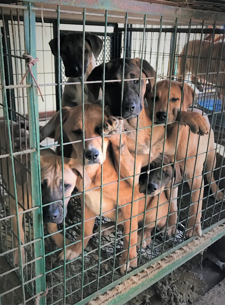 Dogs rescued from Junk yard