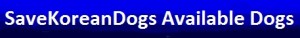 savekoreandogs-available-dogs