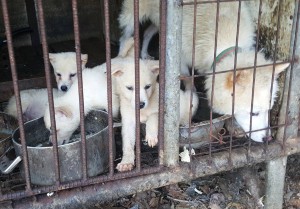 Photo: SaveKoreanDogs.org.  Dog farm in South Korea.