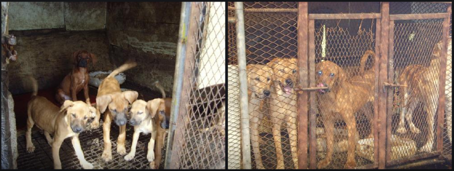 Photo:  Nara Dog Farm  in Miryang, Korea.  http://map.naver.com/local/siteview.nhn?code=12059229