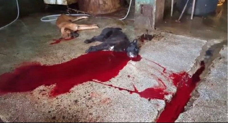 ulsan-sangae-dong-cruel-dog-slaughter