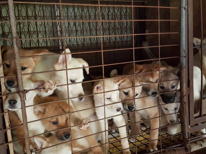Bucheon 300 dogs dog farm rescue_0516 (12)