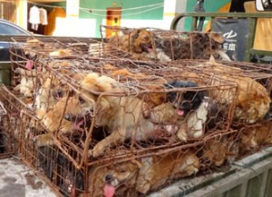 Yulin dog meat festival2