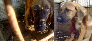 Photo: The Korea Observer’s documentary “The Dog Meat Professional: South Korea” (http://koreandogs.org/dmp/)