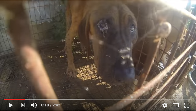 The Dog Meat Professionals - South Korea_1