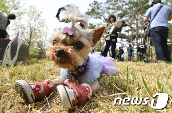 Beloved fur children running wild and free without mechanical restriction in Seoul's Boraemae Park located in Dongjak-gu.
