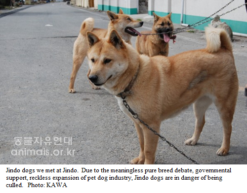 Send ugly Jindo dogs to dog meat restaurants? - Stop the Dog and Cat