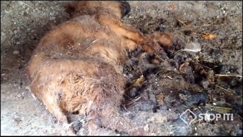 Dead puppies in Gangwon-do Dog Meat Farm/Slaughterhouse.  https://youtu.be/cRvdlbX6FWI  Video: Stop It Korea!