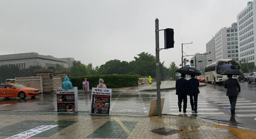 Our protest on a rainy day - with Ahsan Rashid and Madeline Warren.  Korean National Assembly.