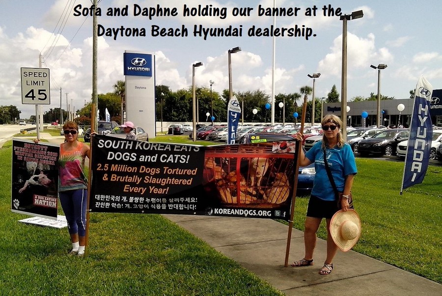 We demonstrated in Daytona Beach, Florida against the torture and consumption of dogs and cats in South Korea. South Korean based Hyundai makes tons of money off people who love dogs. They should do something to help stop the atrocities. 