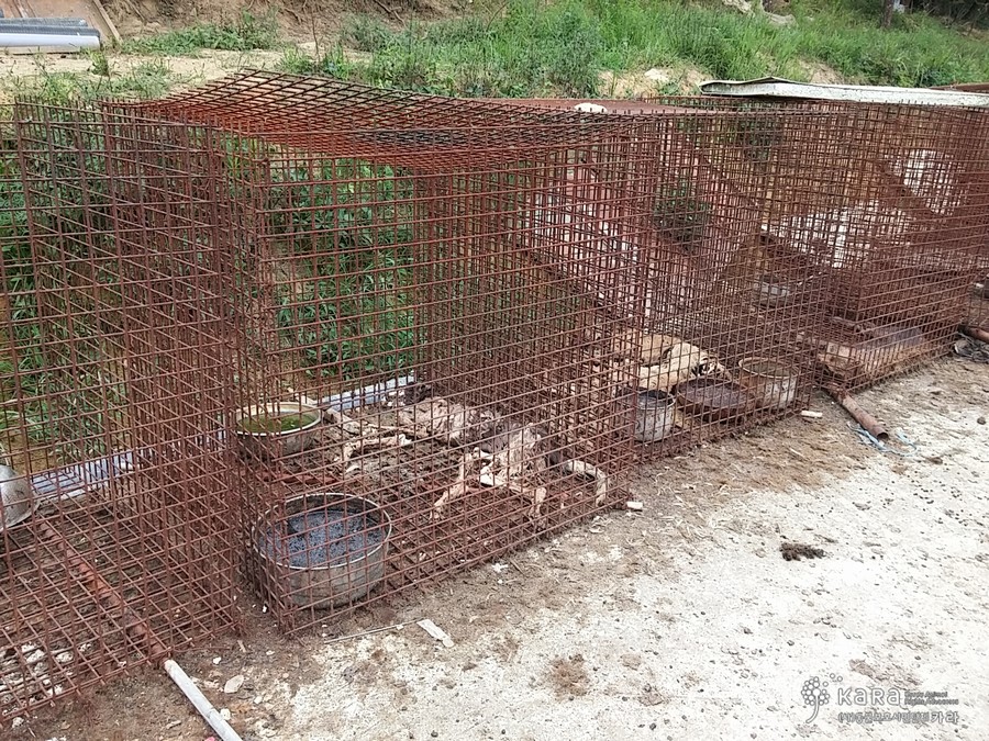 Carcasses of dead dogs left in the cages.
