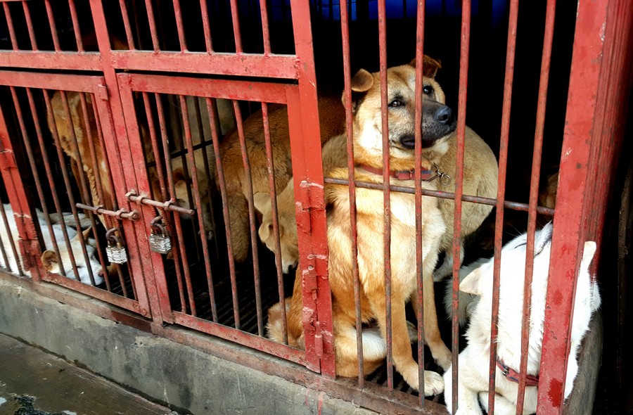 Seoul Gyeongdong Dog Meat Market where dogs are slaughtered while you wait.   Photo: SaveKoreanDogs.org.