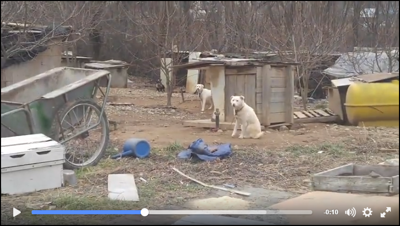 Incheon Kyesan Dog farm 1_030716_video screenshot by Nami Kim