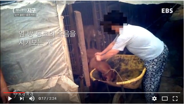 Video: KARA. This massive dog farm in Gimpo, Korea, slaughters dogs by hanging them inside their cages to save on electricity while other dogs watch in horror.