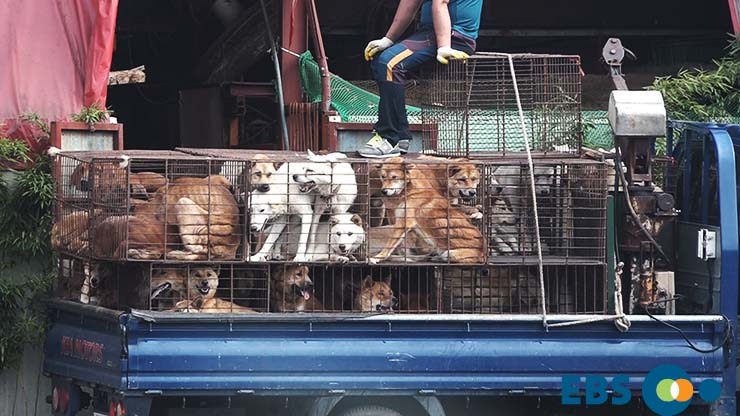The-horrible-reality-of-dog-meat-farms-that-you-don’t-know-Dogs-on-truck