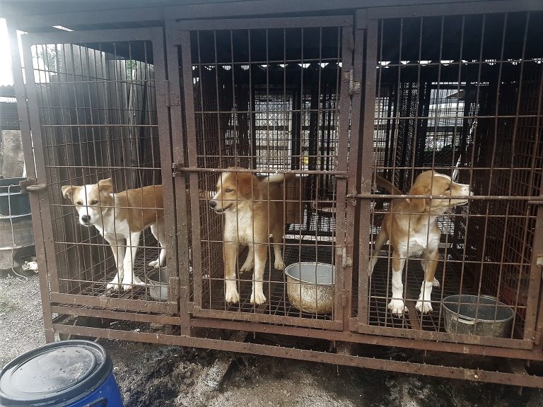 Sacheon, South Korea, Shut down the illegal dog meat farms ...