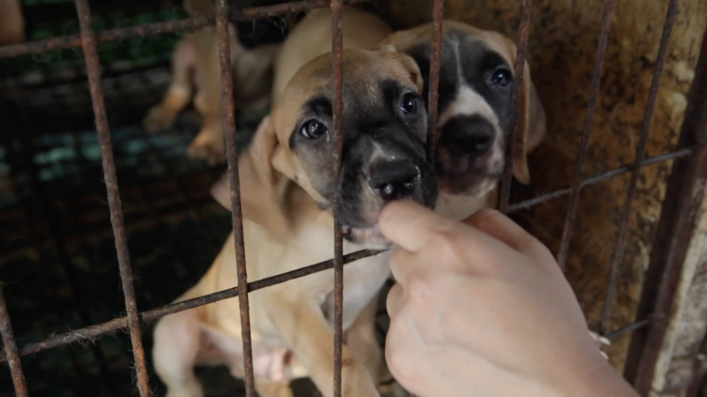 Sancheong, South Korea, Shut down the illegal dog meat farms ...