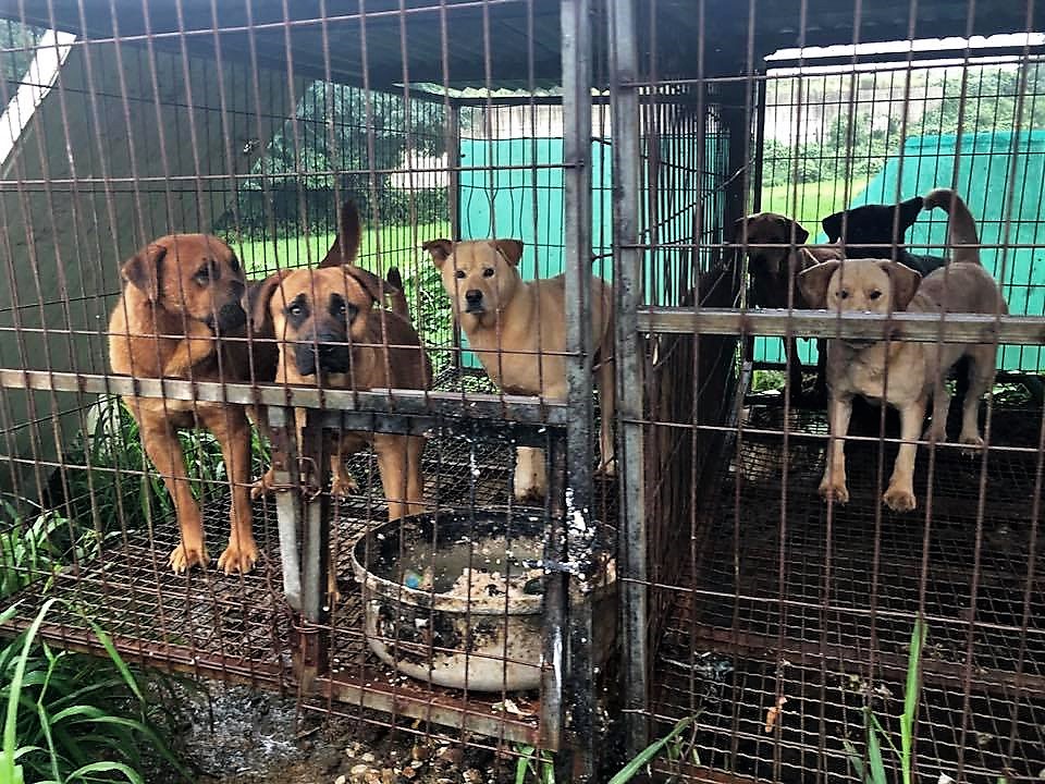 Changnyeong, South Korea, Shut down the illegal dog meat farms ...