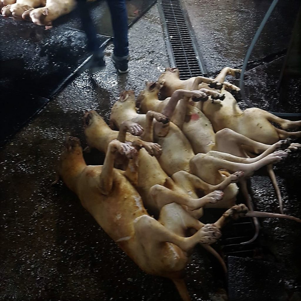 Damyang, South Korea, Shut down illegal dog meat farms, slaughterhouses ...