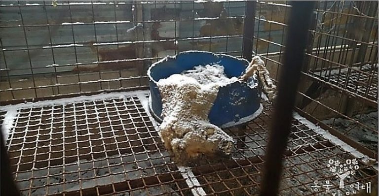 Cheorwon-gun, South Korea: Shut Down The Illegal Dog Farms! - Stop The 