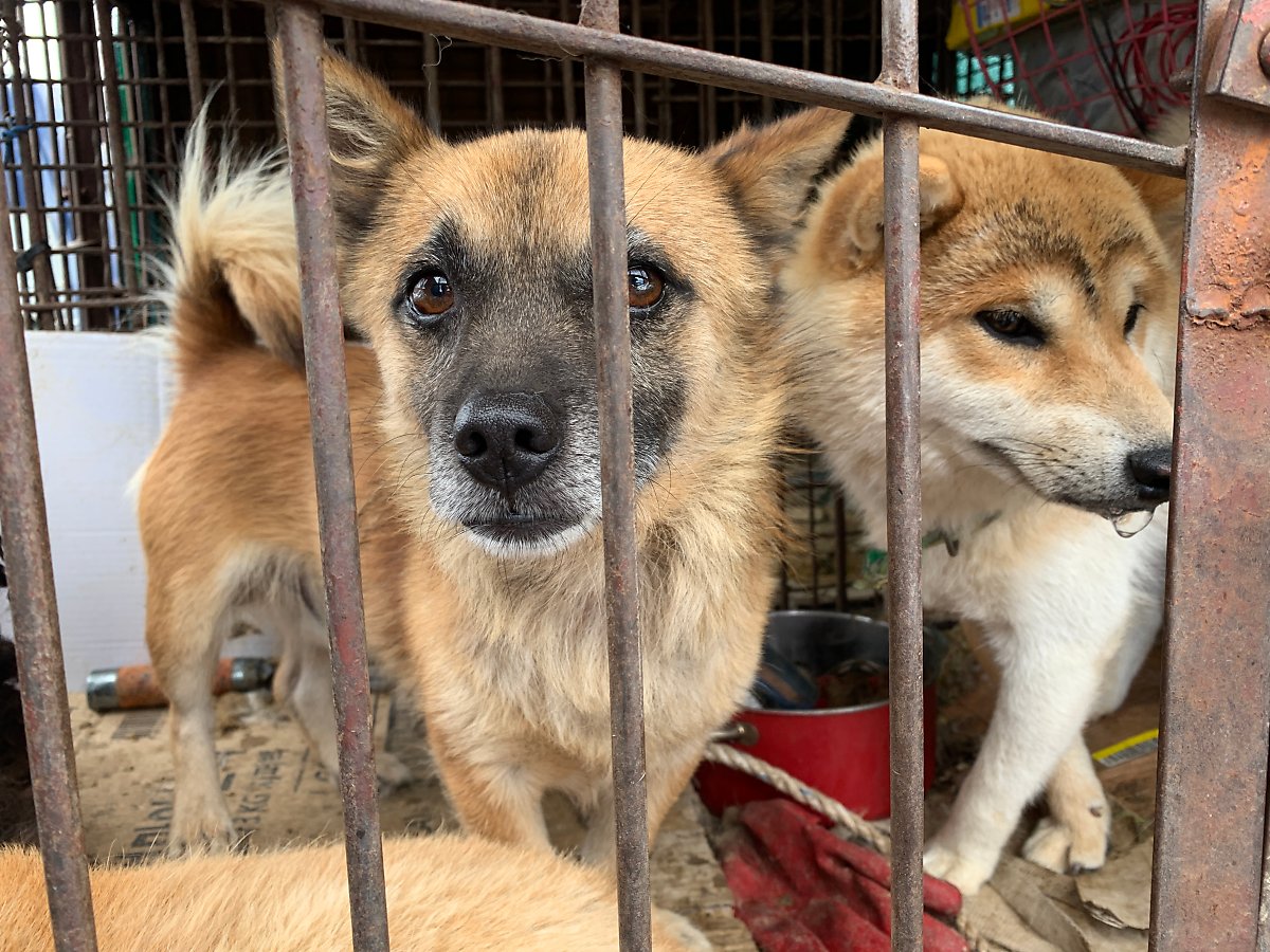 Daegu Buk-gu, South Korea, Shut down the illegal dog meat farms ...