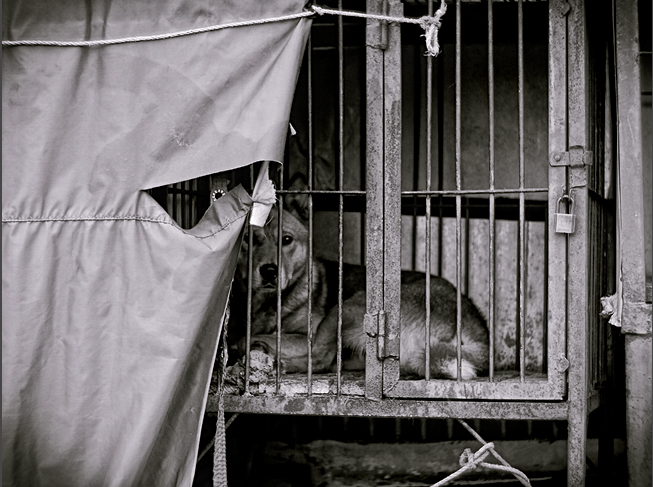 Uiseong, South Korea, Shut down the illegal dog meat farms ...