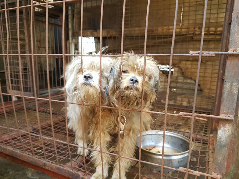 Ulsan Buk-gu, South Korea, Shut down the illegal dog meat farms ...