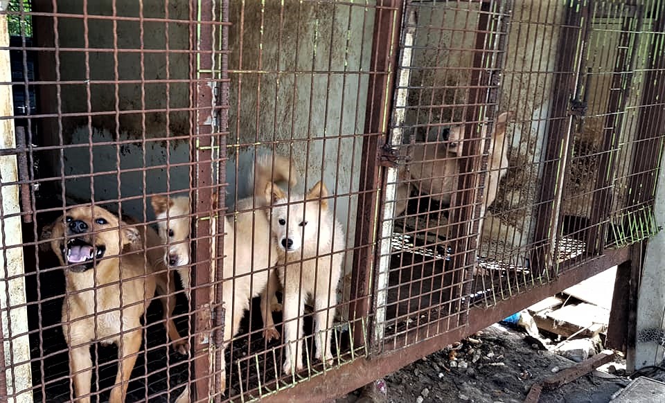 Jinan, South Korea, Shut down the illegal dog meat farms ...