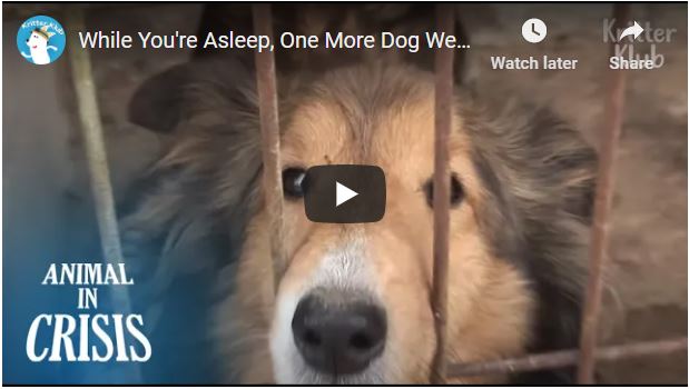 The South Korean government continues to turn a blind eye to the horrific  suffering and neglect of the dogs at this 