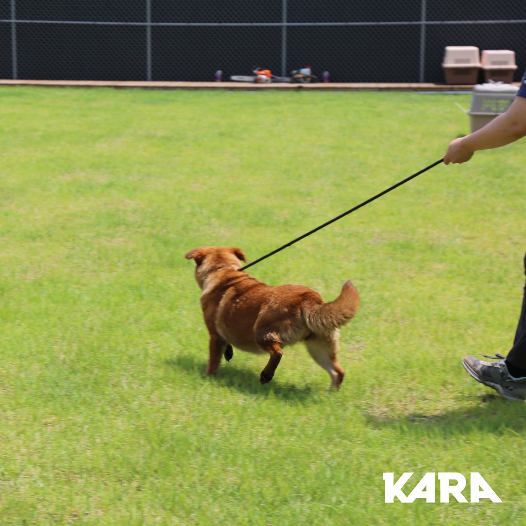 KARA rescues 33 dogs from a dog slaughterhouse in Goyang Yongdu-dong ...