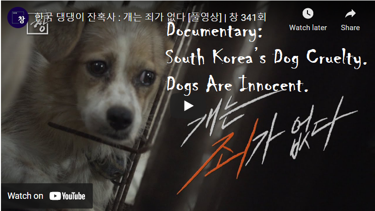 Documentary: Cruel Death of South Korea's Dogs. Dogs Are Innocent. - Stop  the Dog and Cat Consumption in S. Korea!